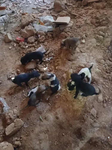 Cachorros ?