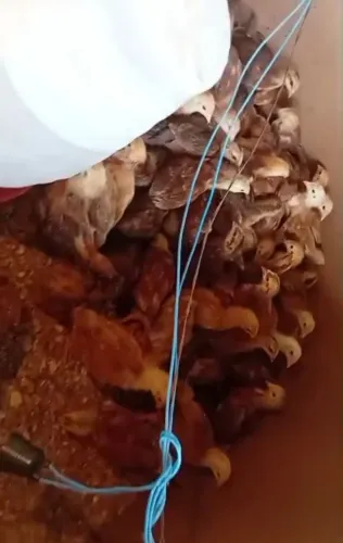 Pintainha de poedeira 