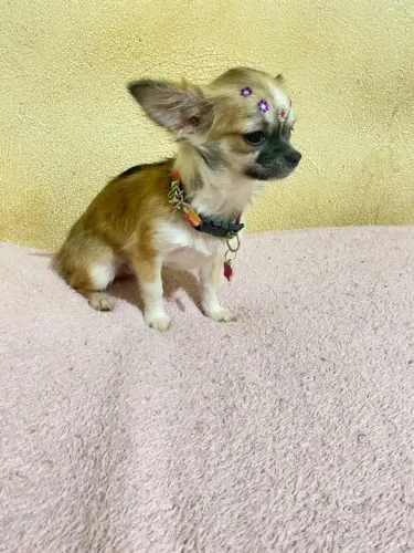 Chihuauha fêmea pelo longo na troca pelagem