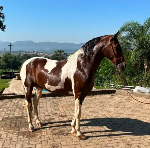 Cavalo Pampa - Mangalarga Marchador