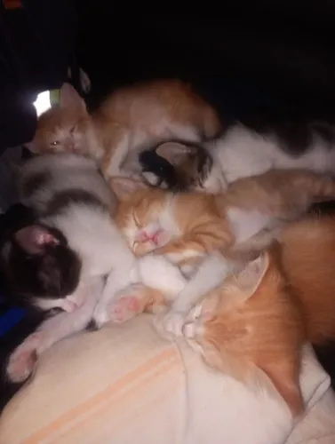 Filhotes de gato de 45 dias