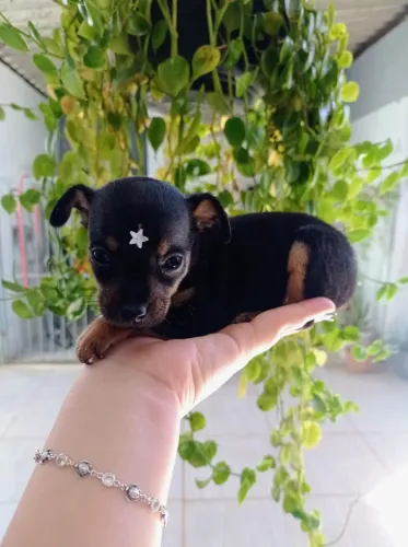 Pinscher