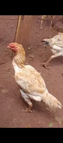 Galinha índio gigante 