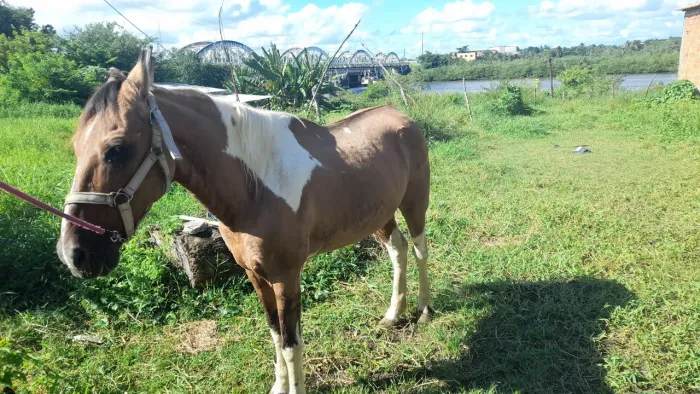 Cavalo pra vender 
