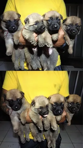 Filhotes pastor belga malinois