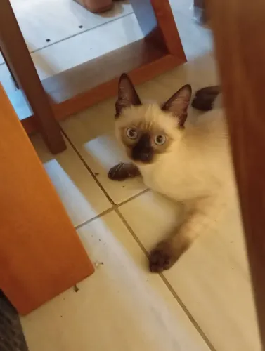 Duas lindas gatinhas siamês para doação.