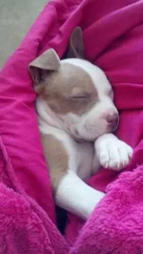 Filhote Pitbull fêmea em seu cobertor de menina