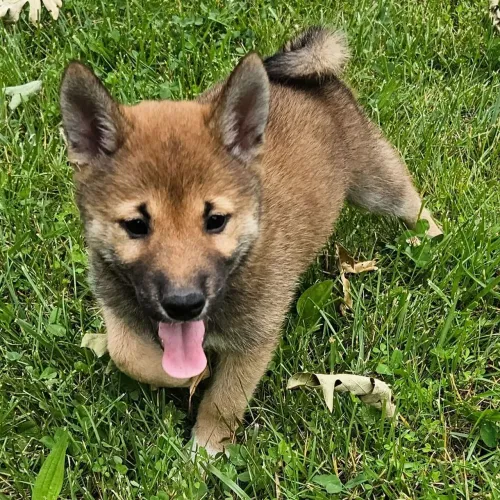 Filhote de Shiba Inu disponível 
