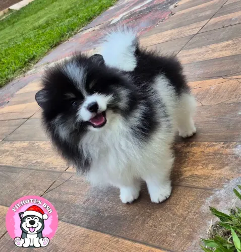 Spitz alemão macho - lulu da pomerânia - pedigree cbkc em 10x sem juros