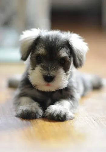 Filhotes de Schnauzer!!!