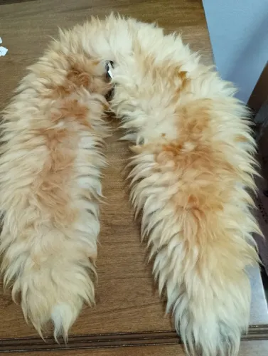 Gola de Pele Natural e Sem Uso 