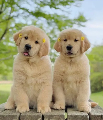 Filhotes de Golden Retriever | Filhotes para quem ama pets!