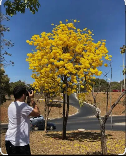 ? IPÊ MUDAS ?