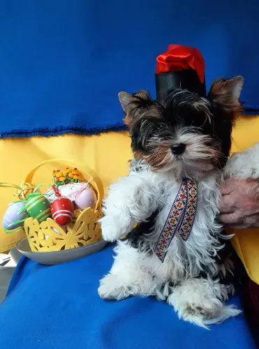 Biewer Terrier Miniatura Macho Sociável e Inteligente