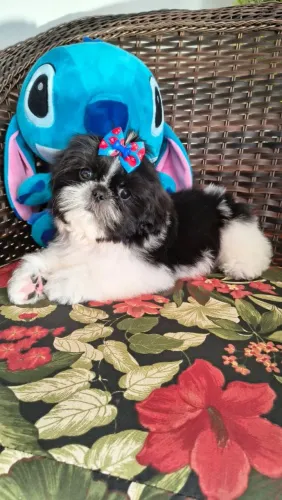 Sh itzu macho disponível para o natal! 