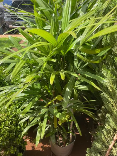 Muda de PAlmeira Rafis