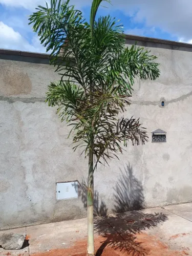 Palmeira rabo de raposa