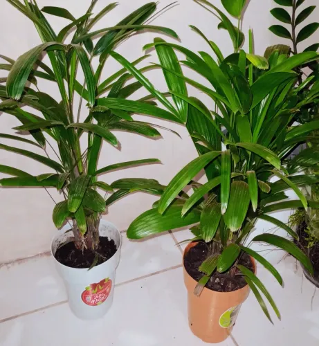 Planta Palmeira Raphis