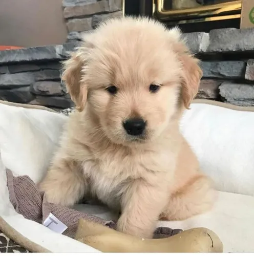 Filhotes de Golden Retriever, mesmo sem palavras