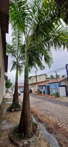 Palmeiras imperial 1500 cada