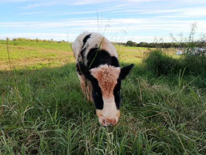 Terneiro holandês macho a venda
