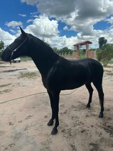 Cavalo de Raça a venda Registrado e Chipado- Raça Premium de  contato com *59