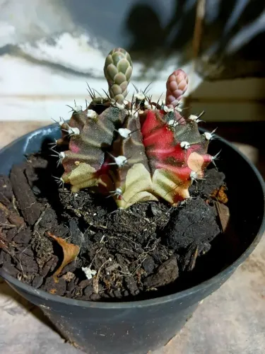Cacto ginocalycio variegata