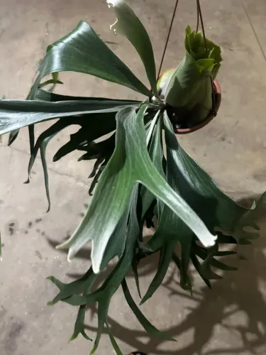 Samambaia 