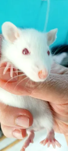 Rato Twister