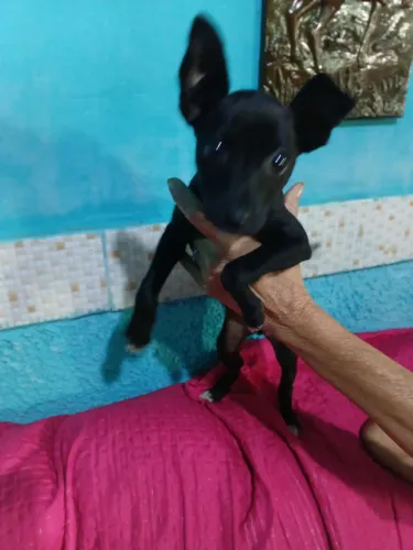 Pinscher femea