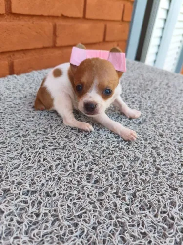 Pequenos no tamanho, grandes no amor - Pinscher, mais informs!