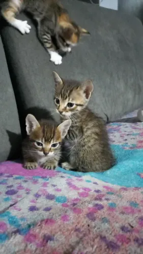 Doação de gato