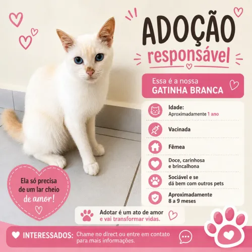 GATINHA BRANCA PELUDA PRA DOAÇÃO 