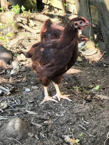 Rhode Island red
