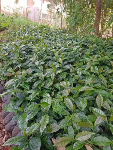 Mudas de Café.