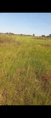 pequena fazenda, medindo 80 hectares