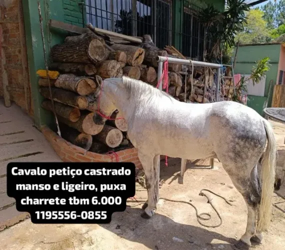 Vendo Cavalo Piquira Crioulo Castrado