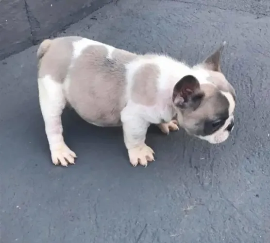 Bulldog frances puro pronto para fazer parte da familia