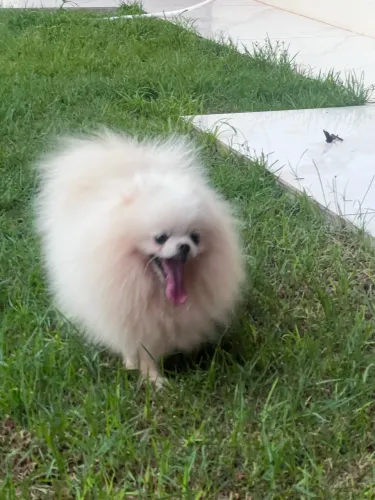 Spitz alemão anão branco