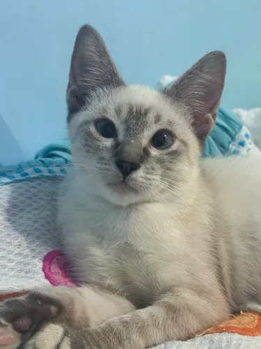 Linda gatinha pra Adoção responsável 