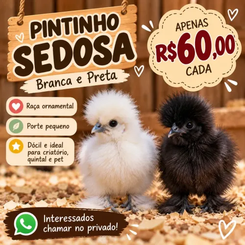 Pintinho sedosa