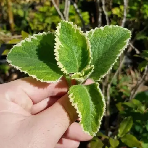 Hortelã Graúdo Variegata