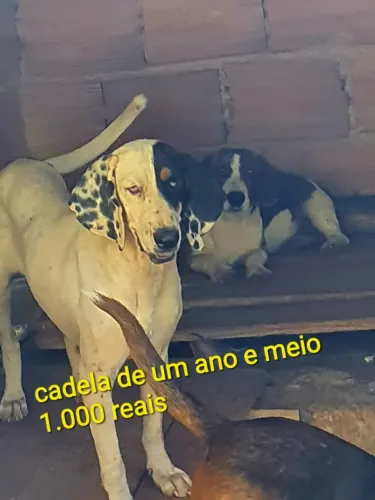 Cão para vender