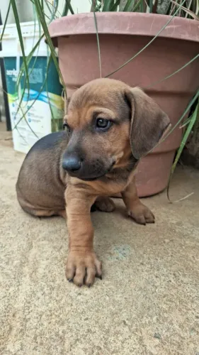 Cachorros salchichas esperando um lar com muito carinho