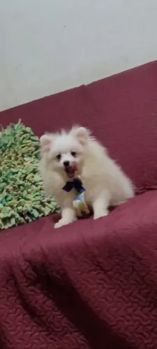 Spitz Alemão Anão Macho - 06 meses.