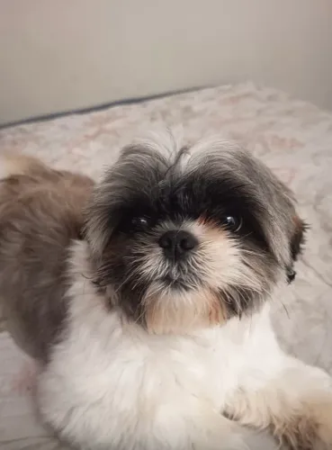 DOAÇÃO RESPONSÁVEL - SHIH TZU ?
