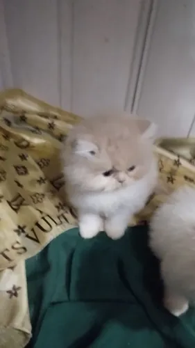 gato persa Show