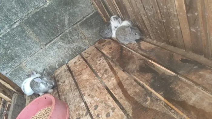 Coelho nova Zelândia com flandres gigante