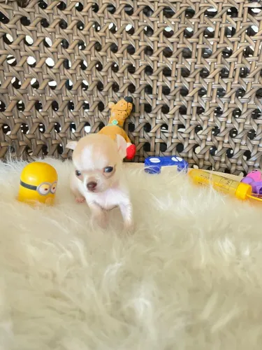 Chihuahua macho micro