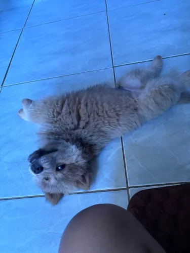 Cachorro Chow-chow fofinho